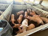 Agricultura respalda al porcino español y confía en revertir los aranceles chinos del 20%