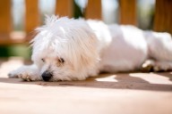 10 Best Dog Multivitamin Products for Maltese