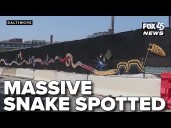 Massive snake spotted in Butchers Hill, but it’s crocheted, not cold
