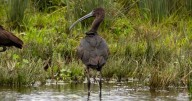 Watch the birdie - rare sighting of feathered friend in Lanarkshire