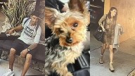 Palm Springs police seek public's help in identifying dog theft suspects