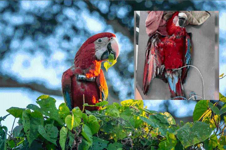 Mataron con una gomera a un guacamayo rojo