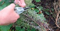 Expert's 10-second trick for beautiful lavender blooms next year