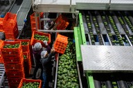 En México, los satélites sirven para cuidar los bosques ante la explotación de aguacates