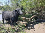 Operativo rural: 14 kilómetros de rastreo para recuperar dos vacas robadas