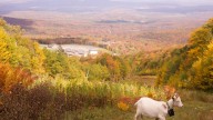 Livestock landscaping: Vermont ski areas employ goats and sheep to clear the slopes