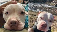 Pennsylvania Dog Passed Over At Shelter Finds Healing With Woman Who Needed Him Too
