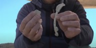 Tras su paso por Mar del Plata, el CONICET transmite en vivo la búsqueda de fósiles de dinosaurios en la Patagonia