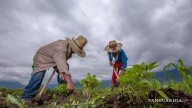 Campo sobrevive con esfuerzos locales en Coahuila, afirma director de Fomento Agropecuario