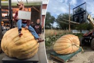 Montana man smashes state record for heaviest pumpkin with massive 1,591