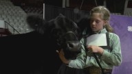 Godwin family keeps livestock tradition alive at Arkansas State Fair