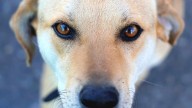 Brutal caso de maltrato animal remece a Puerto Montt: Investigan presunto "ritual satánico"