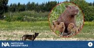 Imágenes sensibles: vecinos de Nordelta denuncian que perros salvajes atacan carpinchos y cazan a sus crías