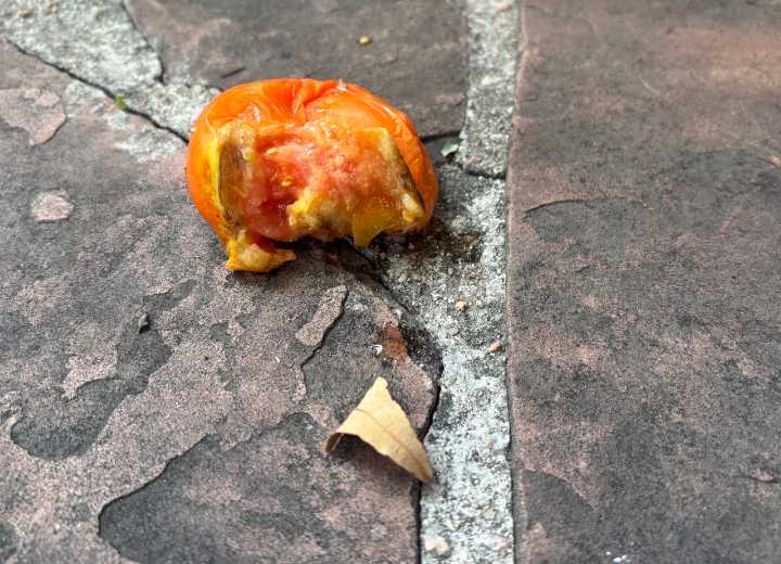 PERRY: Seriously suffering from demented squirrels, drivers and chicken dinners