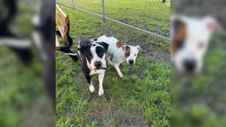 Texas Dog Watches His Best Friend Get Adopted And His Reaction Breaks Hearts