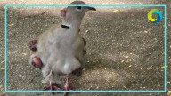Aparecen palomas con tumores en Tulum