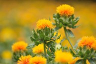 Why the cold-hardy safflower is such an attractive addition to the garden
