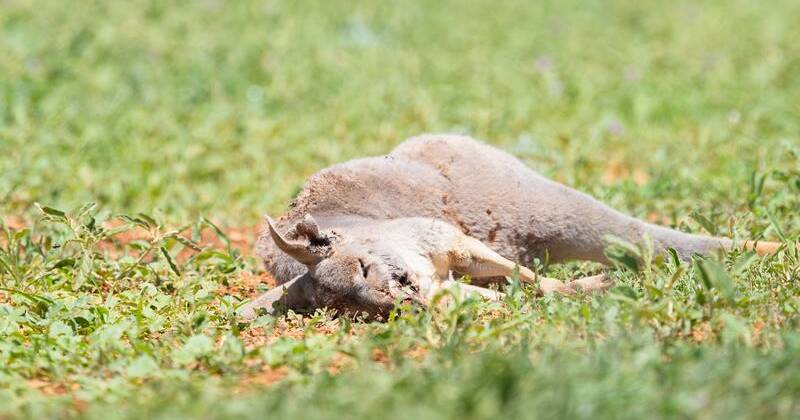 Kangaroo killer to learn fate over driving rampage