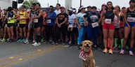 “Chicles”, perro maratonista, muere envenenado: activistas exigen justicia