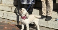 Advocating 'fur' your rights: Lexie named Newburyport dog mayor