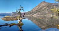Redescubren en el Parque Lanín flora nativa que no se veía desde los años 60: un hallazgo bajo amenaza