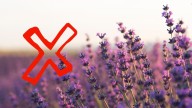 Ni lavanda ni albahaca: las 10 plantas colgantes que llenarán de color tu jardín en el verano 2026