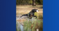 Nation’s top dogs compete at Super Retriever Series Crown Championship in Shreveport