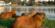 Los carpinchos ganaron una pelea en Nordelta: dictan medidas cautelares para su conservación