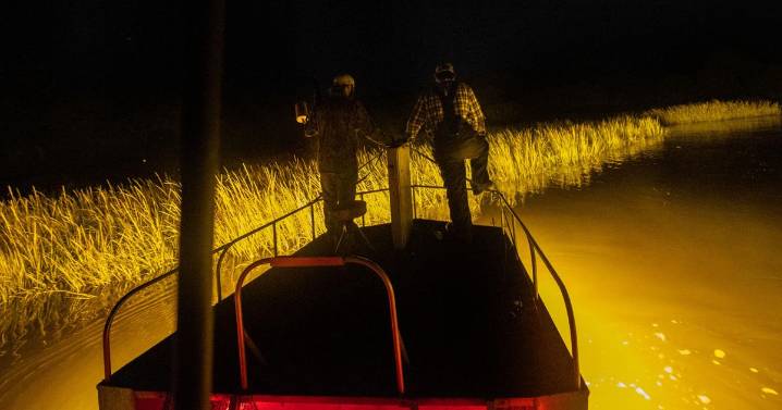 SC alligator hunters patrol waters for the elusive reptile