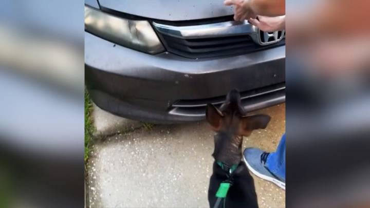 Alabama Dog Cries At Parked Car Until Family Discovers A Life Hidden Inside