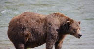 Broken jaw proves no problem for Alaska's fattest bear