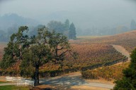 UC Berkeley researchers find 75% of surveyed field workers labored during Sonoma County wildfires since 2017
