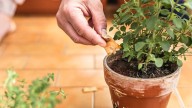 Tus plantas te lo agradecerán: el ingrediente de la cocina que hace maravillas en el jardín