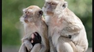 What monkey business is going on at SC island? It caught Travel+Leisure's eye