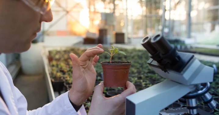 Por una agricultura más sostenible: Científicos desarrollan plantas que capturan más CO2 y mitigan el cambio climático