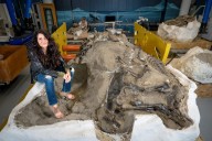 Young T. rex or a new dinosaur? New bones add to the debate