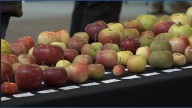 Great Maine Apple Day celebrates the state's rich apple heritage