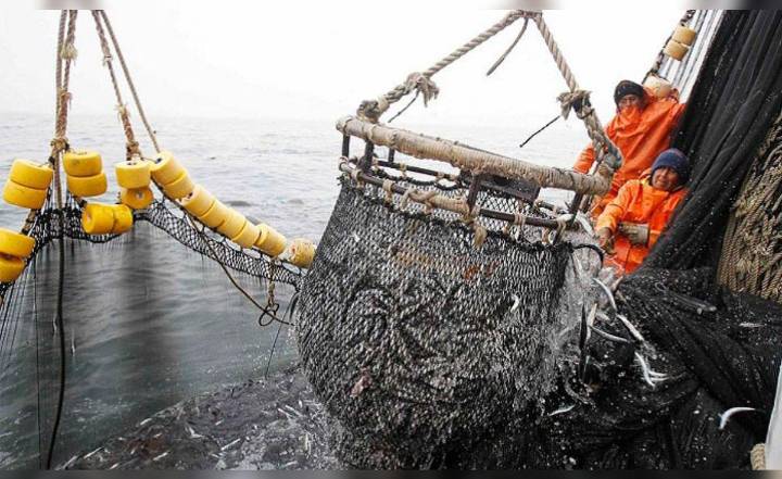 Gobierno perdona a la industria anchovetera y las libera del control de cuotas por "condiciones anómalas" del mar
