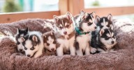 'Red flags' all dog owners should know before buying new puppy
