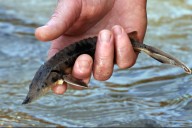 Once abundant Lake Erie fish to be stocked Saturday at three Cuyahoga River sites