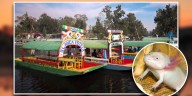 Habrá festival biocultural de Día de Muertos en Xochimilco, ¿de qué se trata?