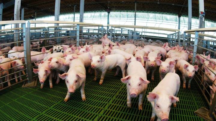 Sector porcino: se aprobaron créditos a valor producto por $ 6 mil millones