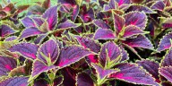 Save Your Coleus Plants NOW Before the First Frost!