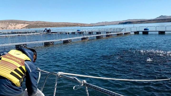 Por primera vez, Argentina logró la apertura de 4 mercados para exportar ovas de trucha arcoíris