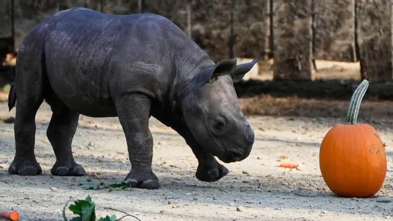 Critically endangered baby rhino makes its debut at Cleveland zoo