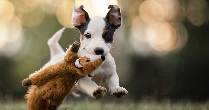 I Captured Dogs On The Run, And The Results Are The Most Adorable Faces Of Joy (12 Pics)