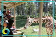 Zoológico de Guadalajara es refugio de 300 especies; 85% estan en peligro de extinción