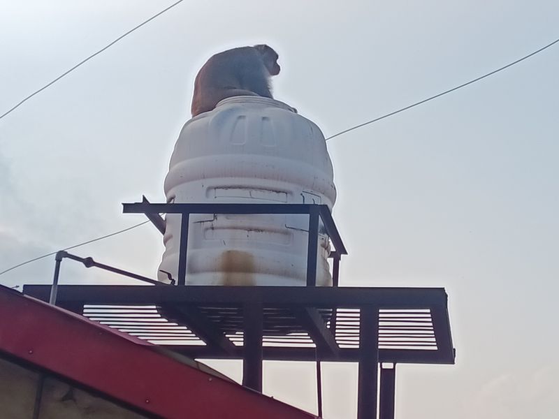 Twin crisis: Dog menace meets monkey mayhem in Solan district