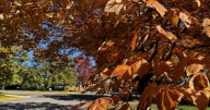 Next two weeks ideal for viewing Western Montana fall colors