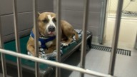 Big-Hearted Connecticut Dog Overlooked For Months Because People Find Him ‘Intimidating’